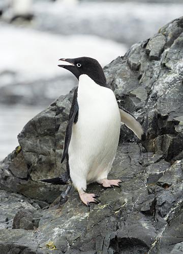 Adélie penguin